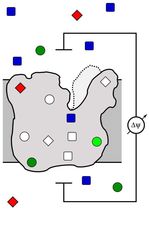 schematic receptor model